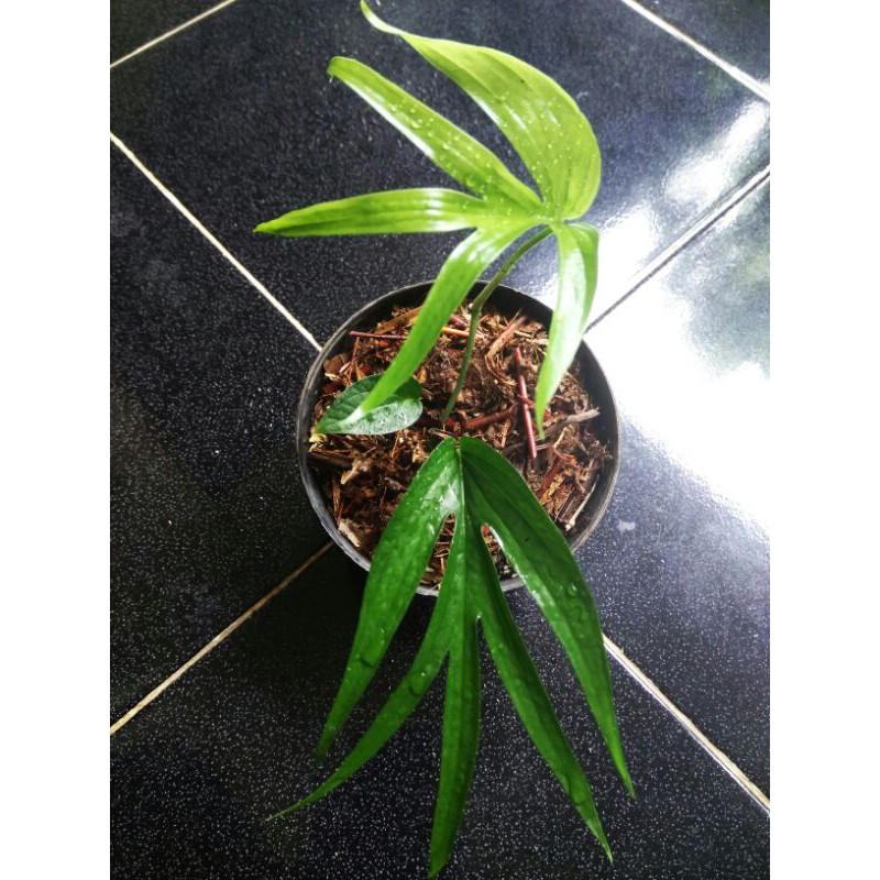 Amydrium Zippelianum