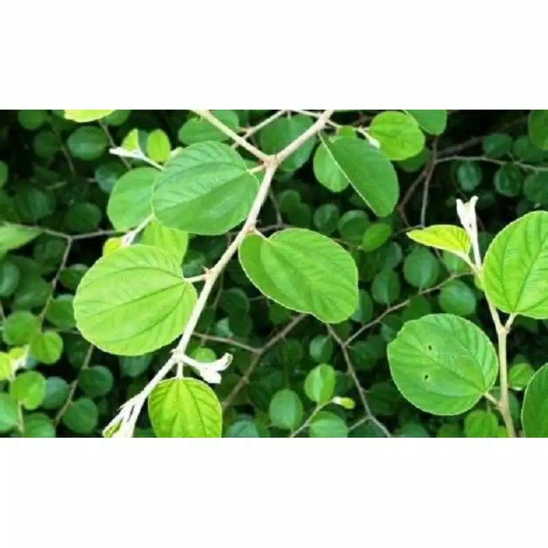 

Daun Bidara segar 100 gram