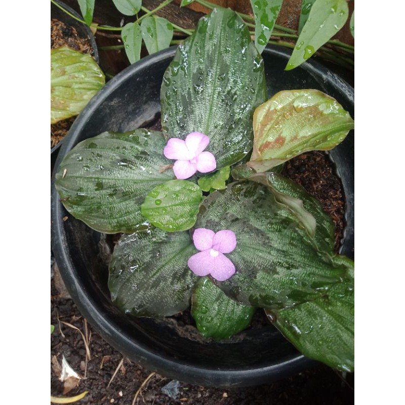 kencur batik/kencur isi hitam