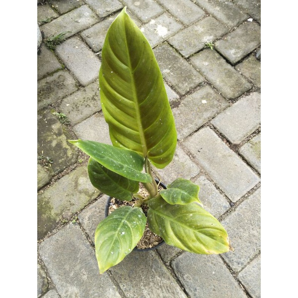 Philodendron Subhastatum