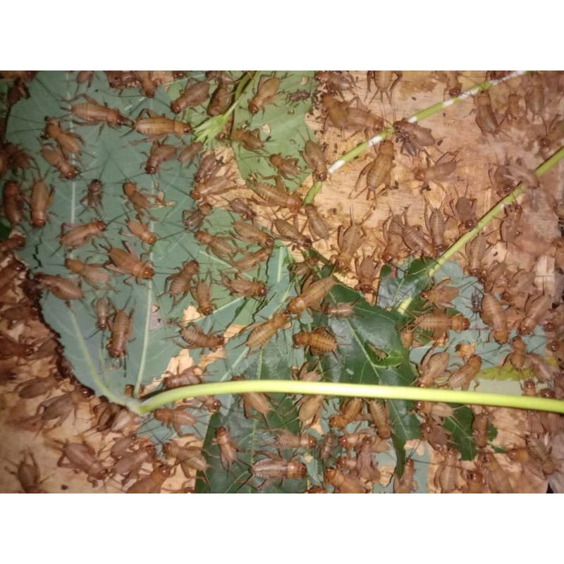 Telur jangkrik madu kuning medan