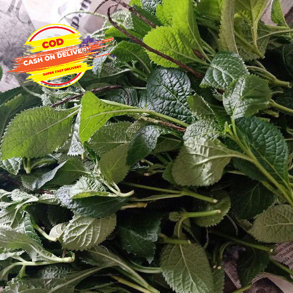 

Daun pecut kuda atau jarong segar per 1 kg