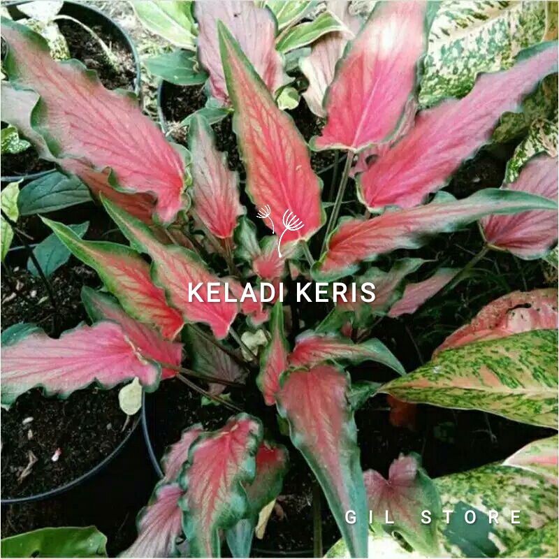 Tanaman hias keladi keris/caladium red ruffles/keladi lidah api