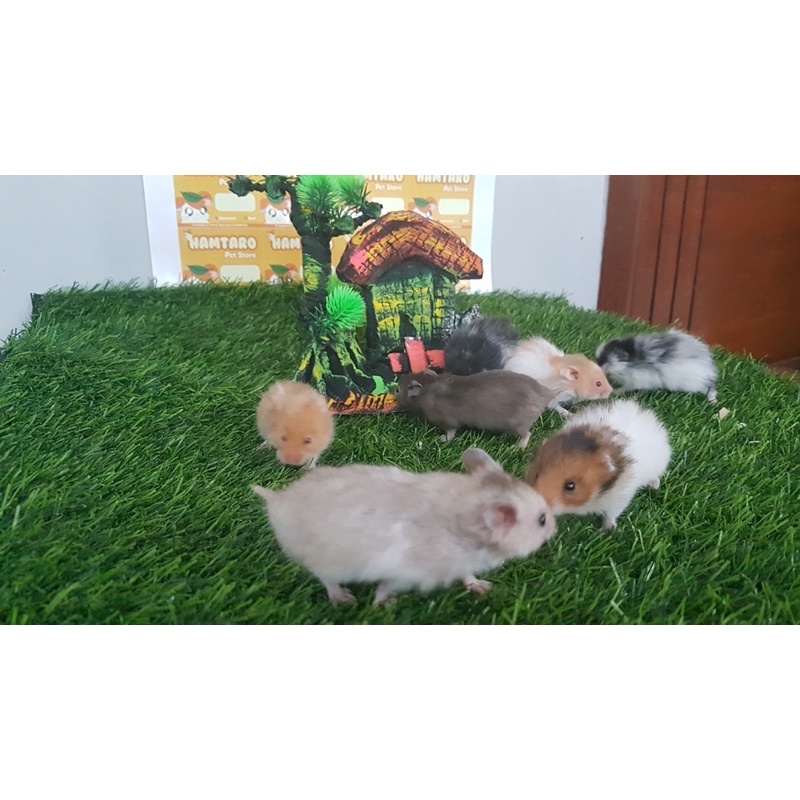 Hamster Syirian Hewan Peliharan Lucu