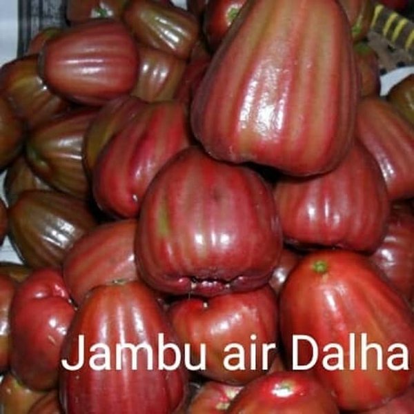 TERMURAH BIBIT TANAMAN JAMBU AIR DALHARI TANAMAN BUAH JAMBU AIR DALHARI VIRRALL