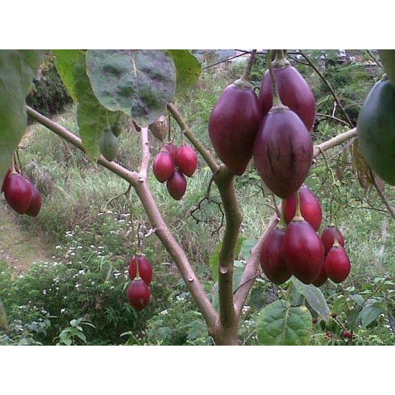 Benih Terong Belanda Terong Merah Tamarillo Benih Terung Belanda