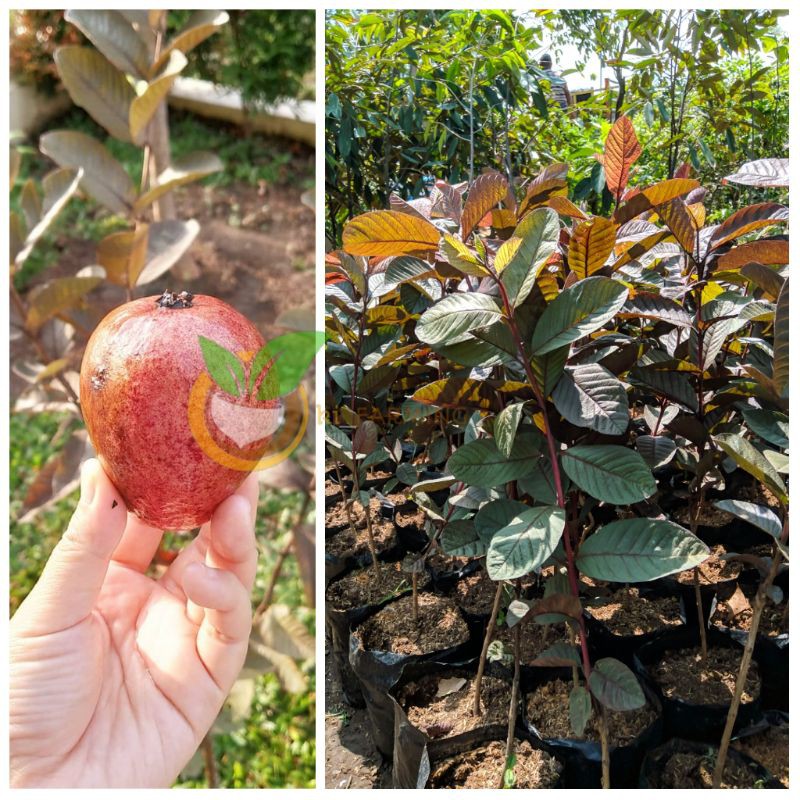 BIBIT JAMBU BIJI AUSTRALIA