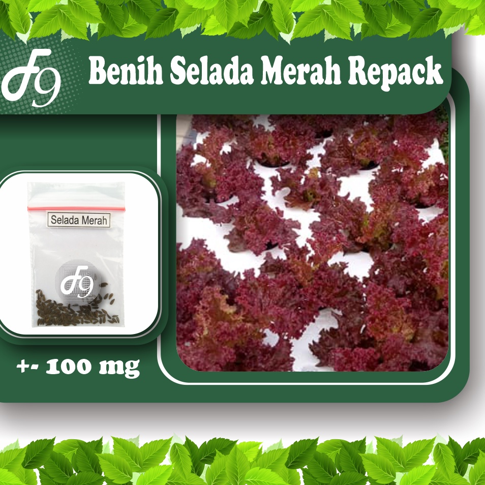 Benih Bibit Selada Merah Lollo Rossa Murah Repack Seribuan