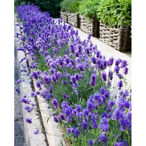 Benih Bibit Biji - Bunga Lavender Hidcote Blue Strain Herb Flower Seeds - IMPORT