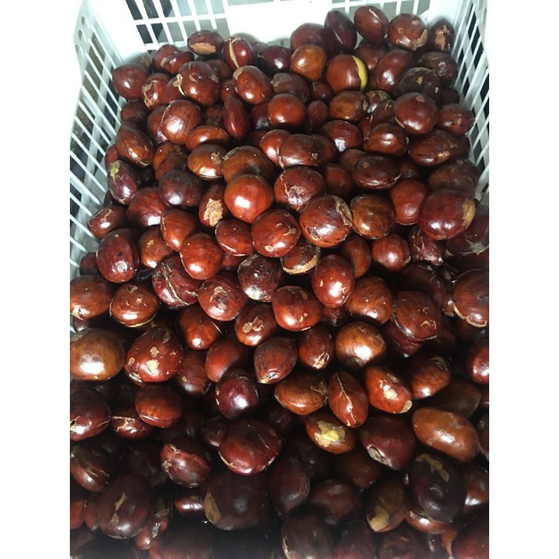Jengkol Tua padang