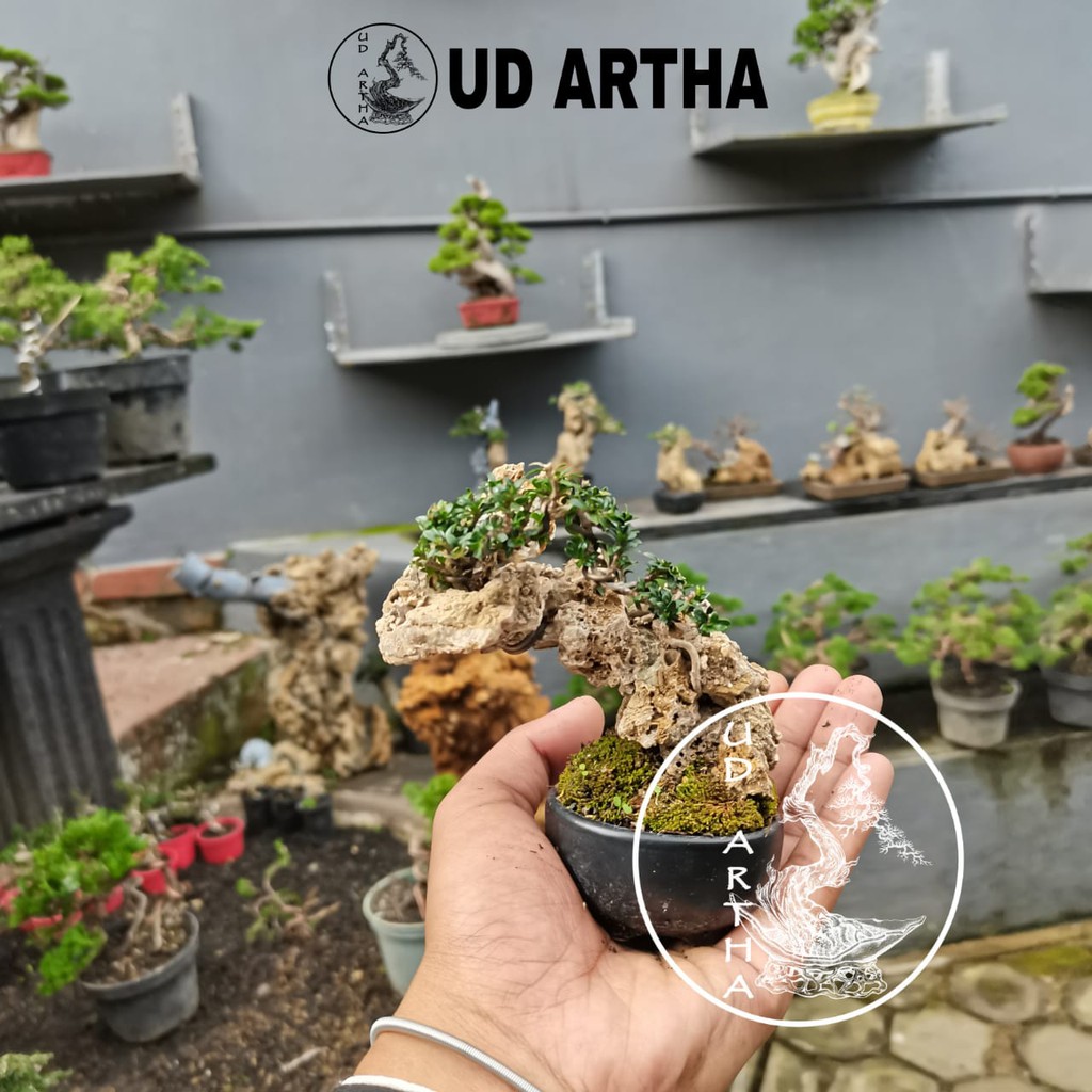 Bonsai Penjing Serissa Micro ~ UD ARTHA BONSAI