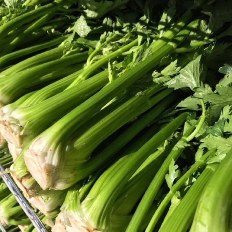 Benih Seledri Utah Tall import