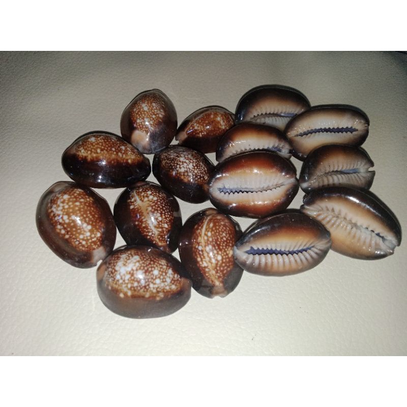 Kuwuk Hitam Asli kerang laut/Mainan bola bekel/Mainan Anak perempuan