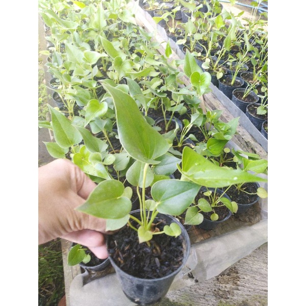 Bibit Anthurium Corong #A