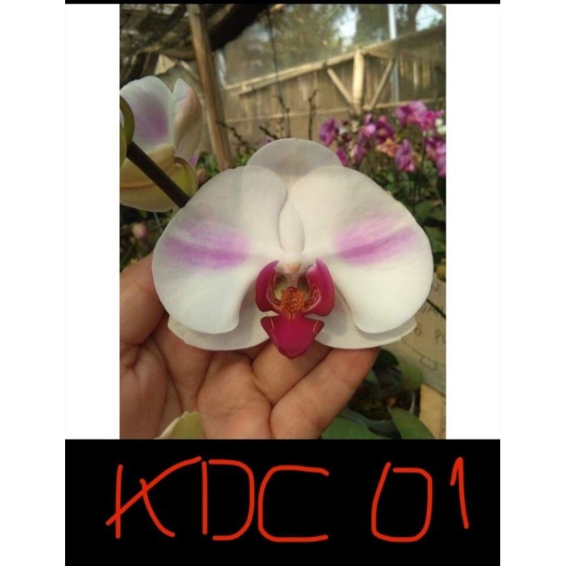 anggrek bulan spike hybrid taiwan