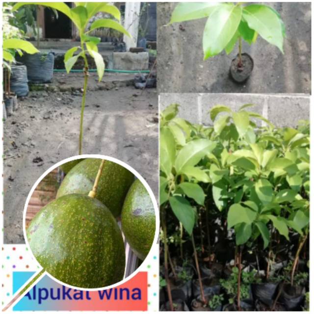 Bibit alpukat wina