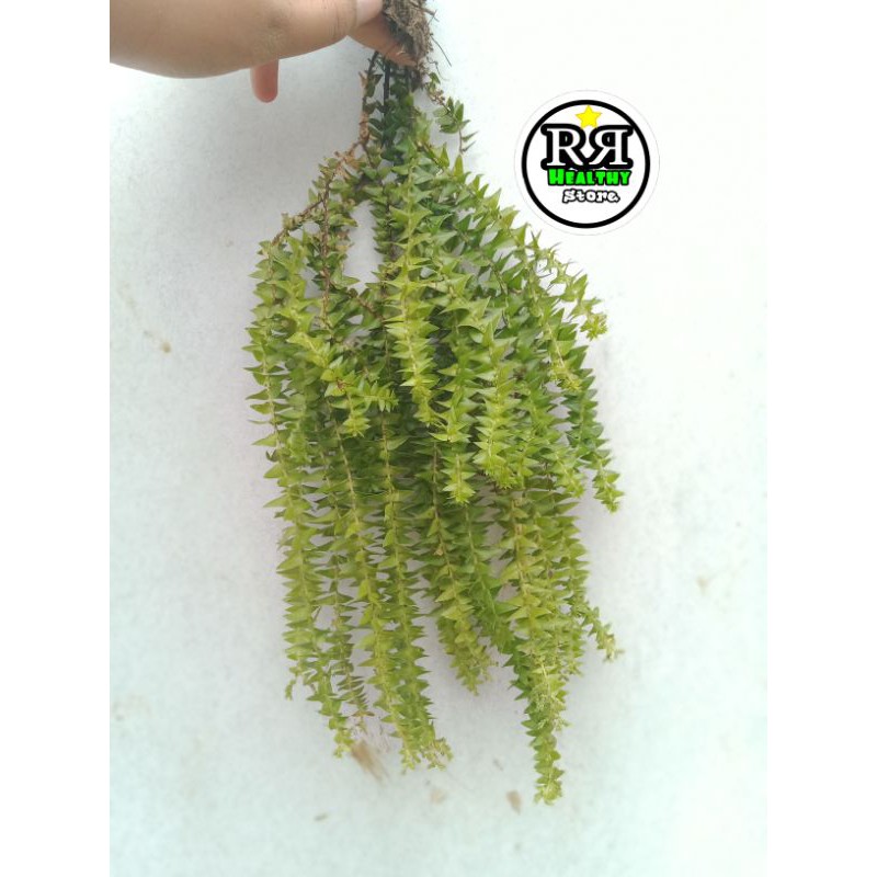 tanaman hias kumpay tanaman gantung huperzia kumpay bintang kumpai