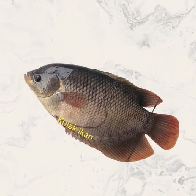 

IKAN GURAME SEGAR - 7 ONS