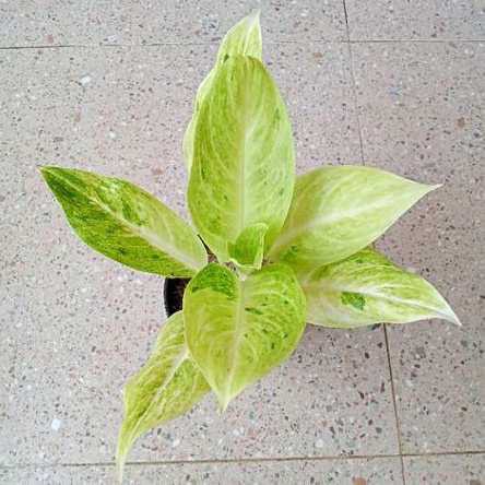 aglonema sundrop dewasa daun 7-8