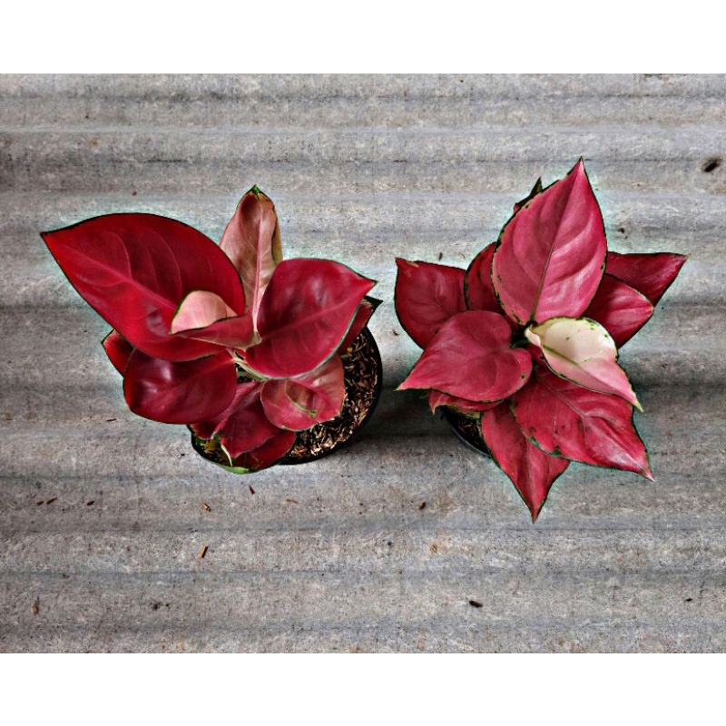 PAKET PINK CATRINA DEWASA&SUKSOM DEWASA / Aglonema murah / Aglonema cantik