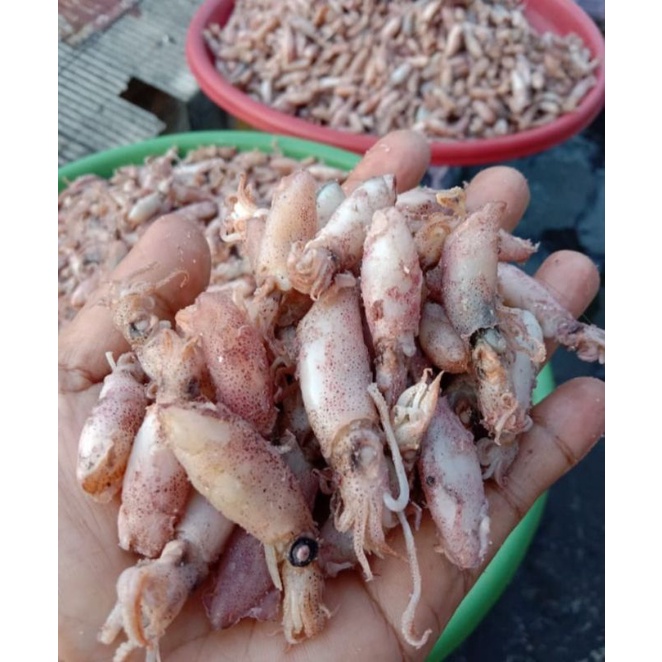 

BABY CUMI ASIN 250 gram