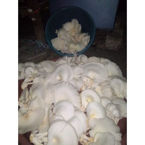 

jamur tiram 500g