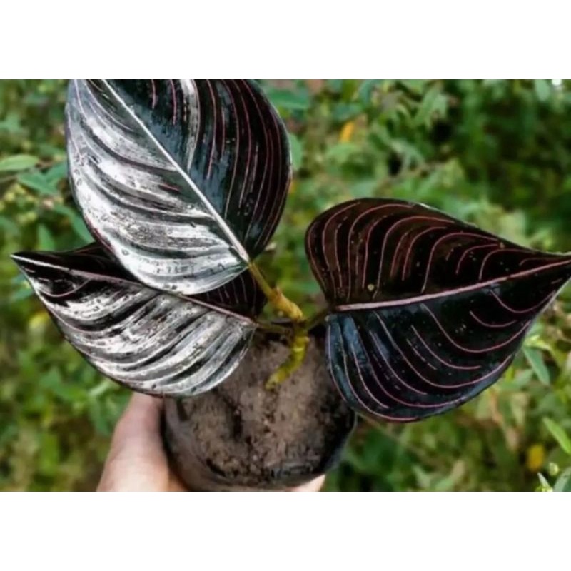 tanaman aglonema rotundum Aceh - pohon aglonema rotundum aceh