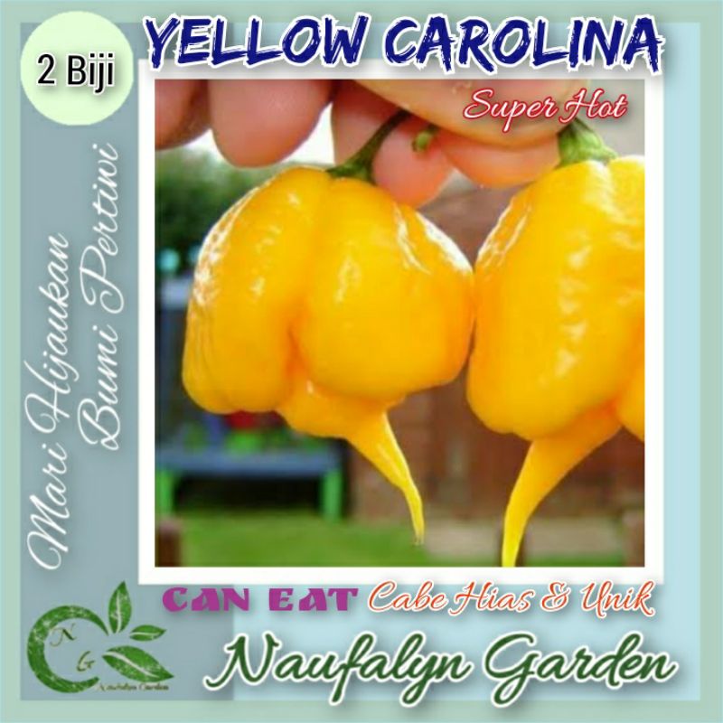 2 Benih Cabe Terpedas Yellow Carolina Reaper Benih Bibit Cabe Hias Import