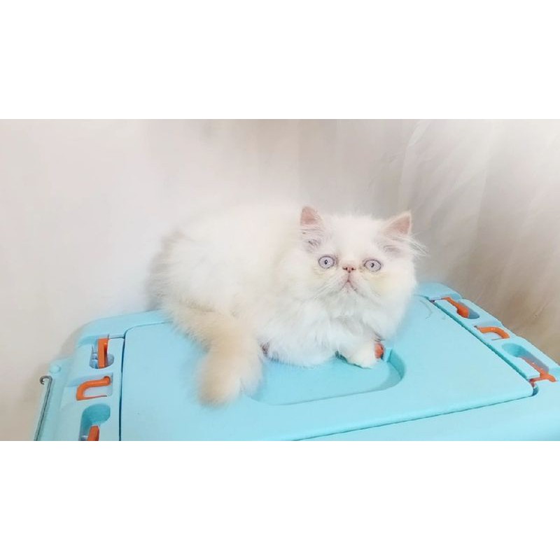 Peaknose white solid long hair