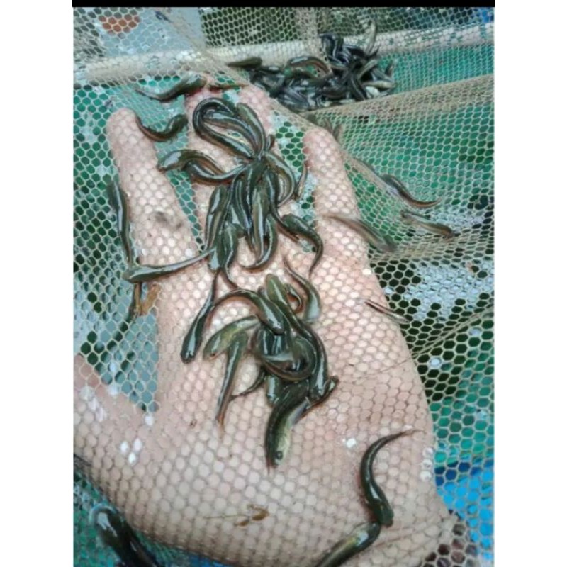 Bibit Ikan Gabus