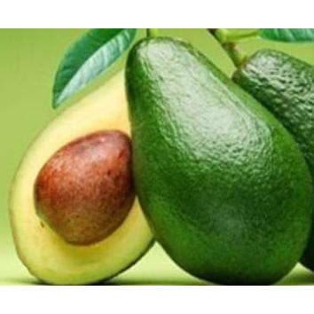 H3O Bibit Alpukat Mentega B@Ru