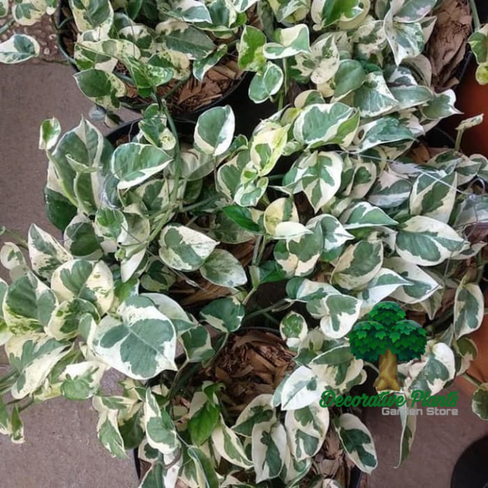 tanaman hias, srigading enjoy. srigading putih