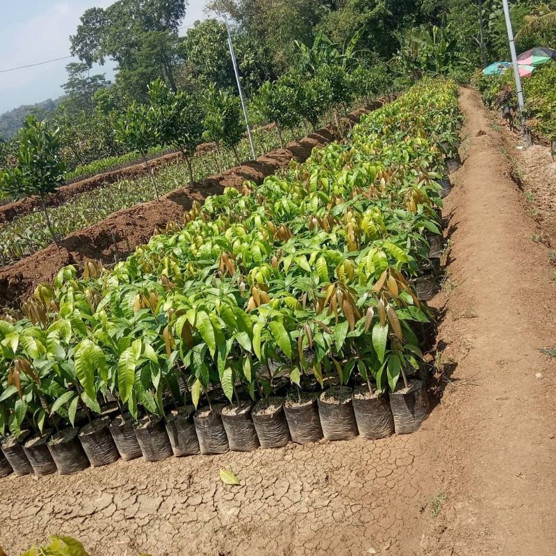 Bibit Mangga Harum Manis okulasi murah