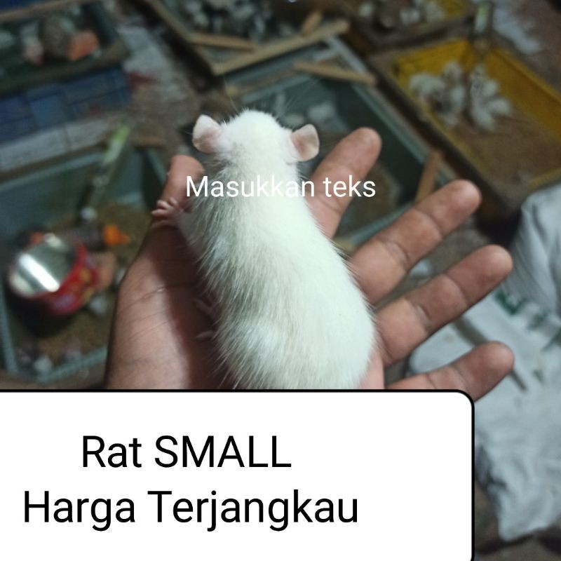 tikus putih rat small
