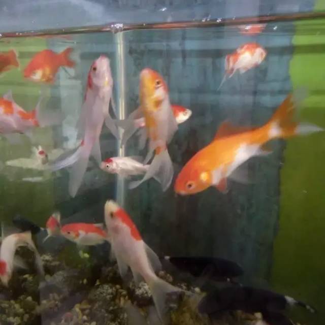 Ikan mas komet slayer murah