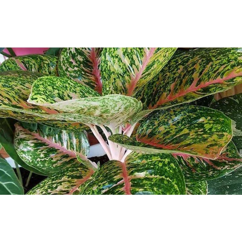 Aglonema Big Papa / Tanaman Hias Aglonema Big Papa