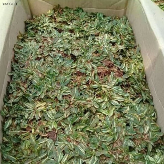 rumput gajah mini varigata - rumput gajah mini 1x1 meter
