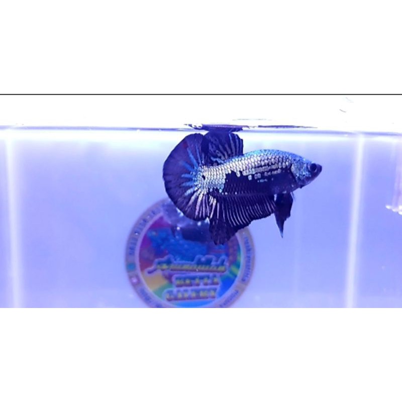 Ikan Cupang Hias Black Samurai Sepasang (Nice Color)