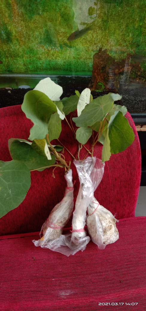 Stephania Venosa Murah! Tanaman Hias Langka