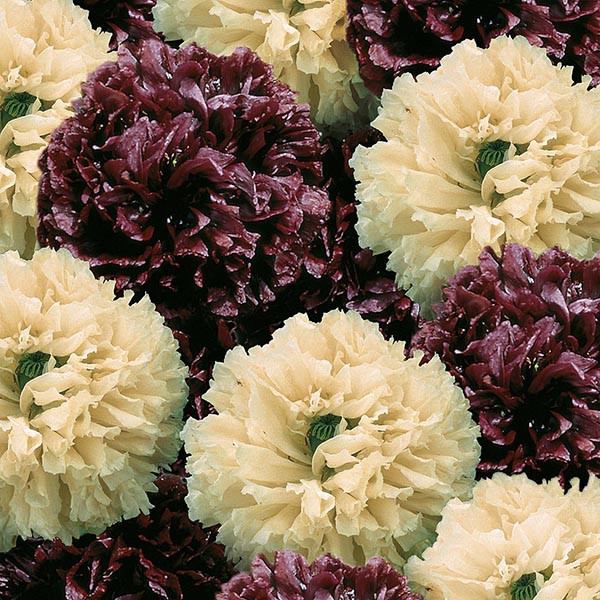 Benih Bibit Biji - Bunga Poppy Irish Velvet (Papaver somniverum) Flower Seeds - IMPORT