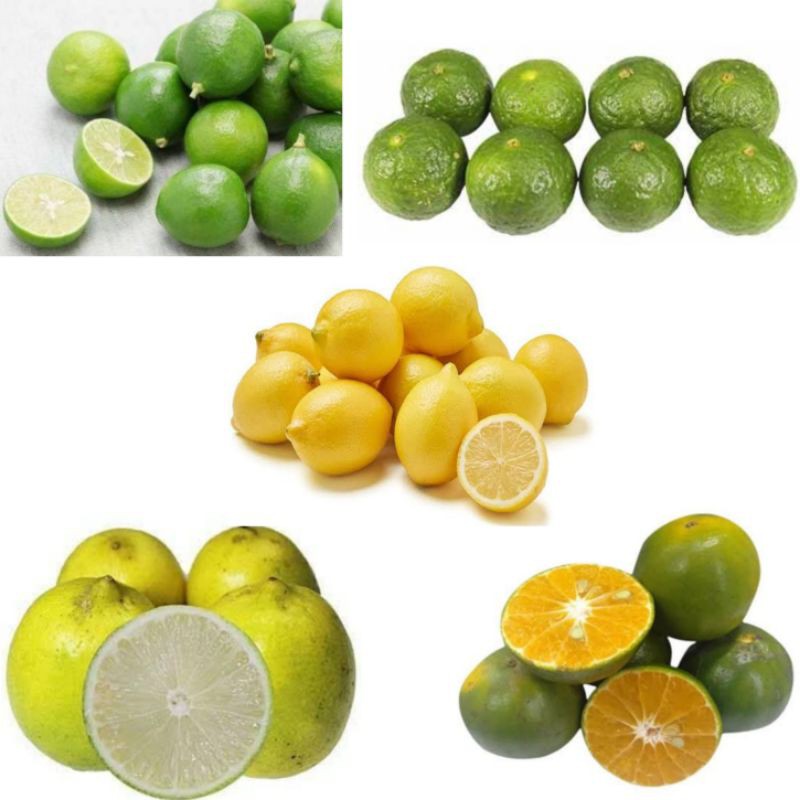 

Jeruk Nipis, Jeruk Limau, Lemon Import, Jeruk Lemon Lokal, Jeruk Peras