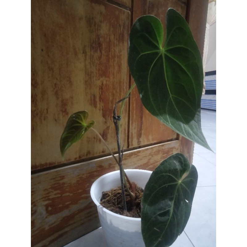 Anthurium Magnificum batang kotak / kuping gajah magnificum