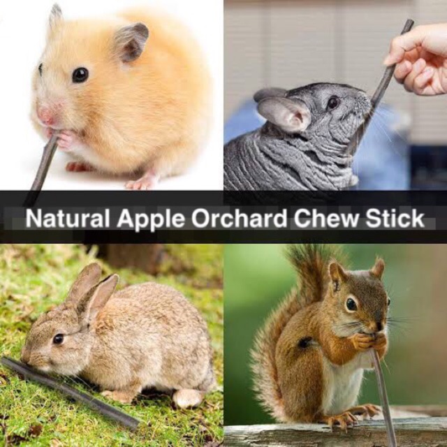 EXOTICGOODS NATURAL APPLE ORCHARD CHEW STICK ASAH GIGI HAMSTER KELINCI CHINCHILLA TUPAI CHEWING WOOD STICK APPLE