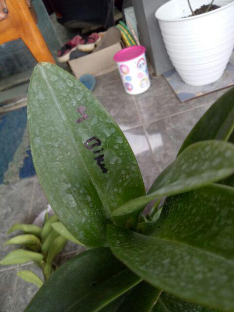 Anggrek Dendrobium Seddling Murah