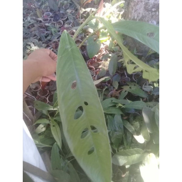 rhapidipora  megasperma