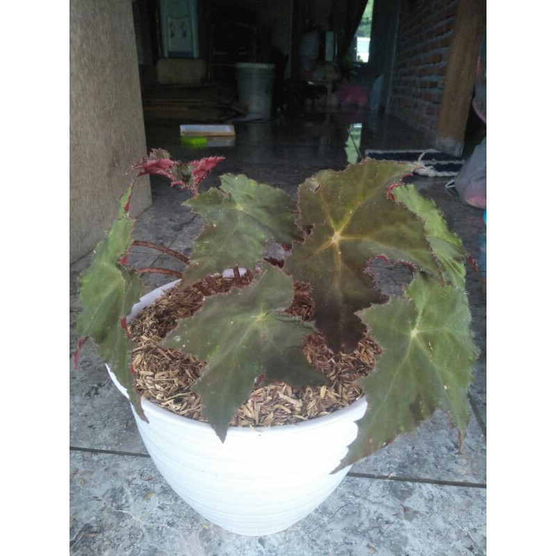 Tanaman Hias Begonia Red velvet