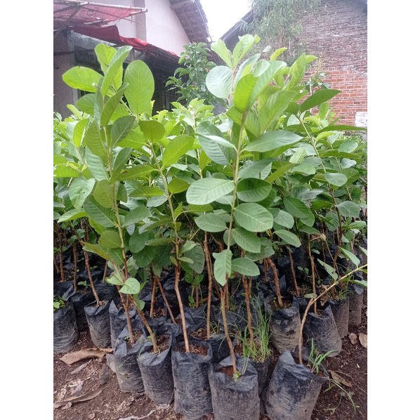 

Bibit Jambu Kristal Promo Besar Besaran