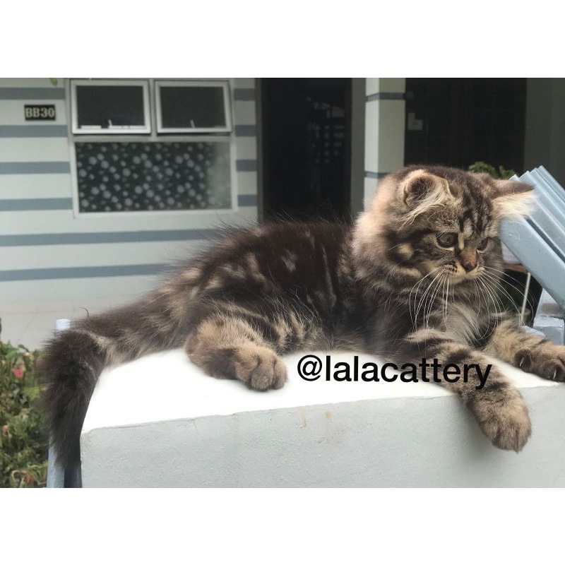 kucing mainecoon x Norwegian jantan kitten