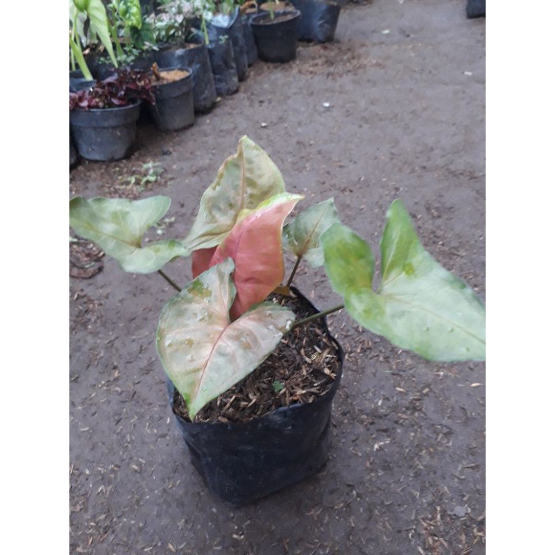 Singonium Merah Hati