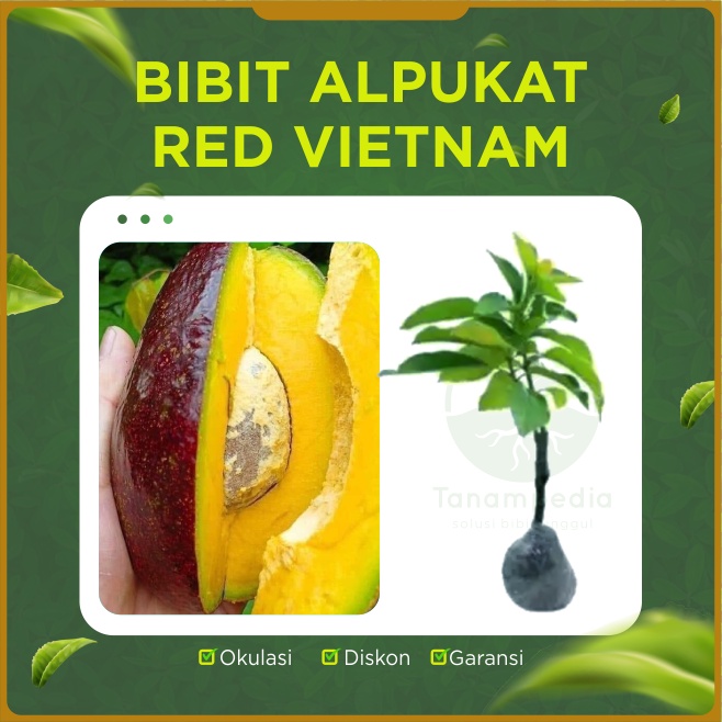 Bibit Alpukat Red Vietnam Siap Berbunga Hasil Okulasi Indukan Asli Tanampedia